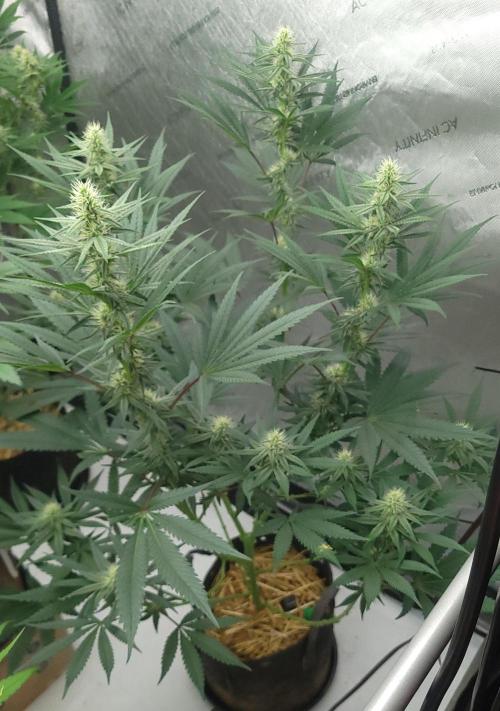 2 from Out Of Time Genetics. Week 10