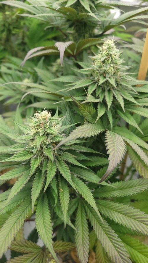 2 from Out Of Time Genetics. Week 11 - Alien Icicle 