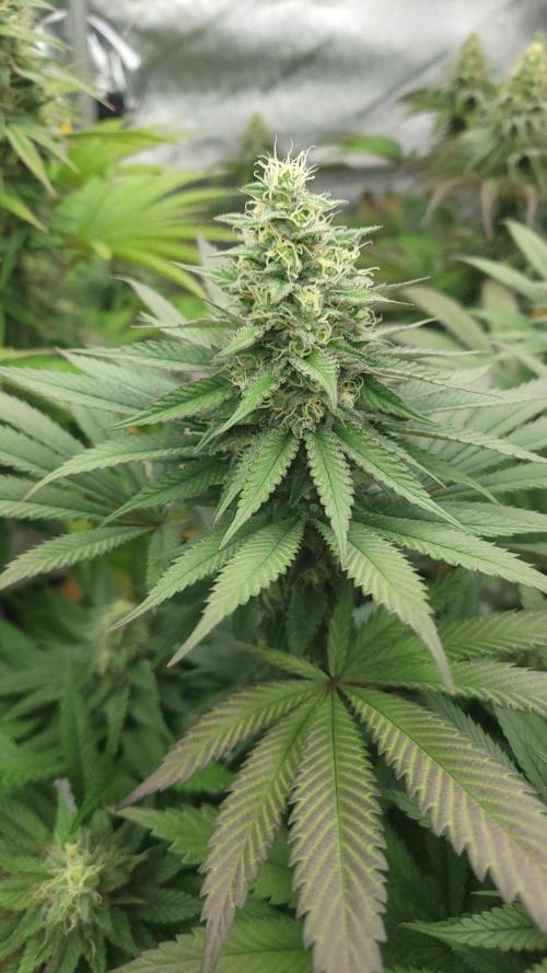 2 from Out Of Time Genetics. Week 11 - Alien Icicle 