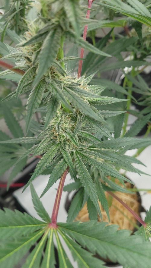 2 from Out Of Time Genetics. Week 11 - Guillotine Gas 