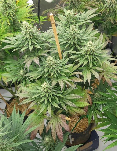 2 from Out Of Time Genetics. Week 11 - Alien Icicle 