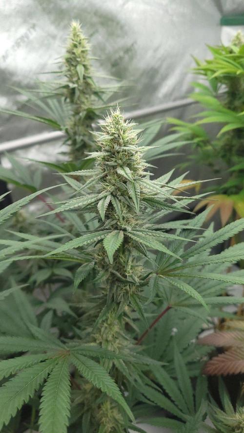 2 from Out Of Time Genetics. Week 11 - Guillotine Gas 