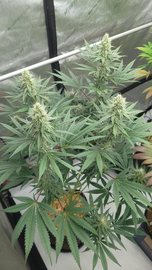2 from Out Of Time Genetics. Week 11 - Guillotine Gas 