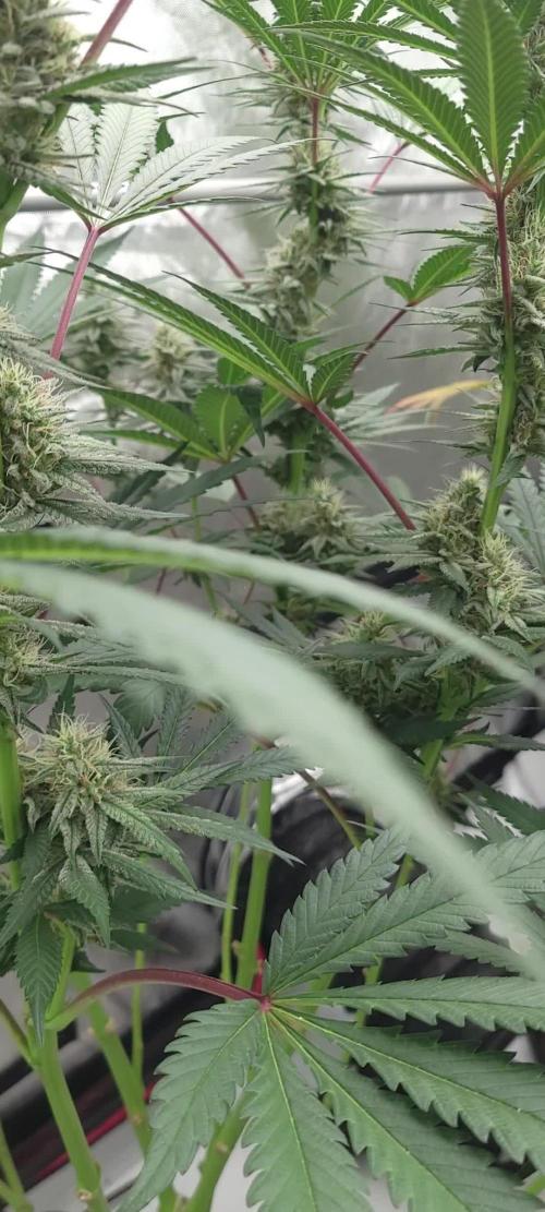 2 from Out Of Time Genetics