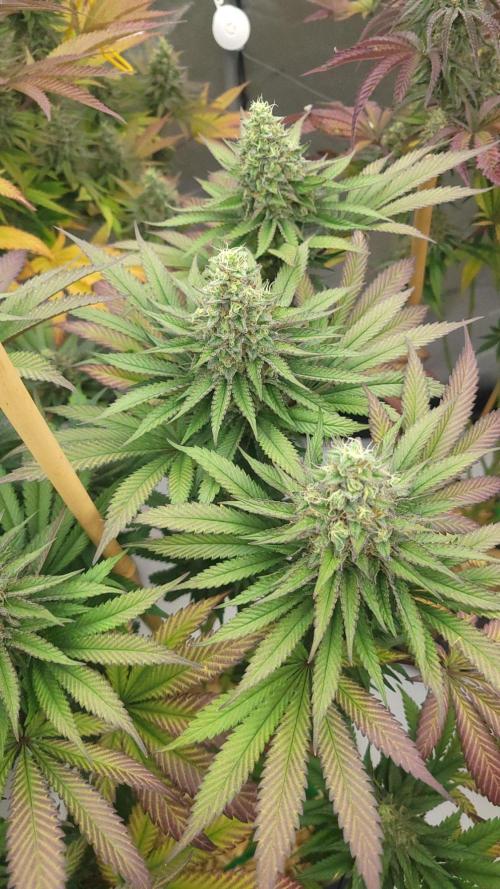 2 from Out Of Time Genetics. Week 12 - Alien Icicle 