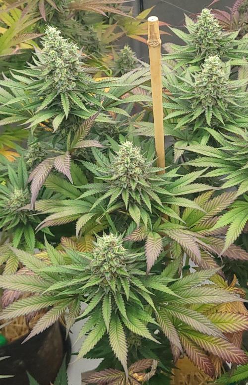 2 from Out Of Time Genetics. Week 12 - Alien Icicle 