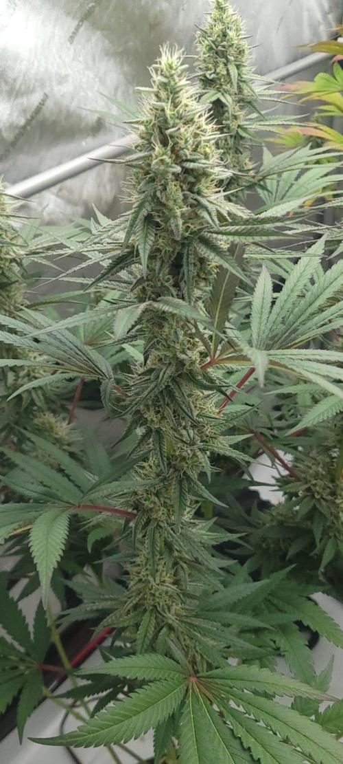 2 from Out Of Time Genetics. Week 12 - Guillotine Gas 