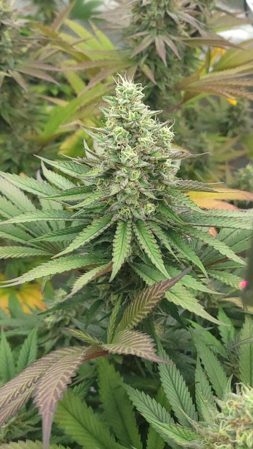2 from Out Of Time Genetics. Week 12 - Alien Icicle 