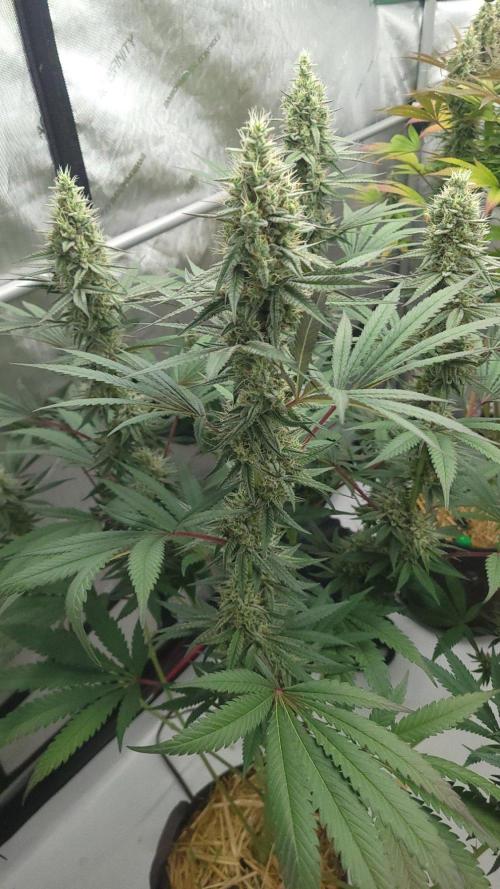2 from Out Of Time Genetics. Week 12 - Guillotine Gas 