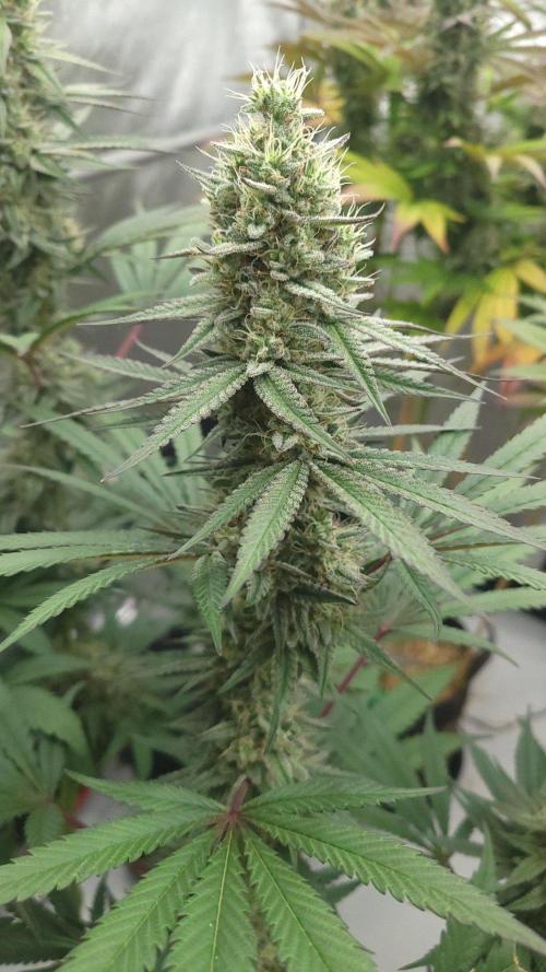 2 from Out Of Time Genetics. Week 12 - Guillotine Gas 