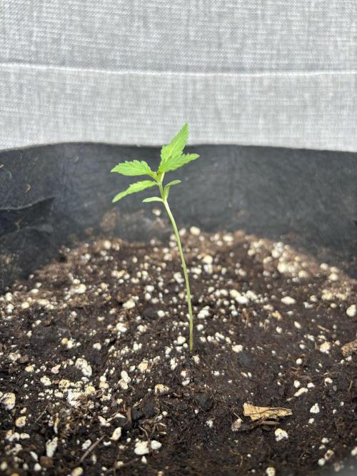 Orange Apricot Glue XL Auto. Week 0