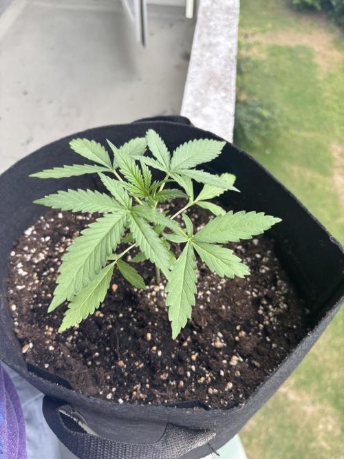 outdoor test #1. Week 3