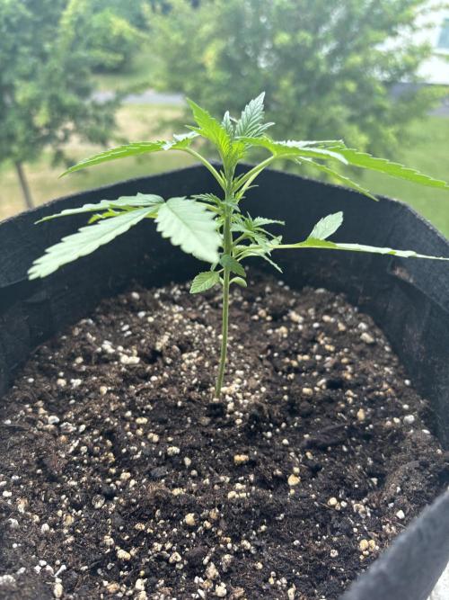 outdoor test #1. Week 3