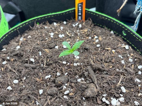 Casamance Landrace Project. Week 0 - Casamance Sativa Landrace named after my friend Lamin HC