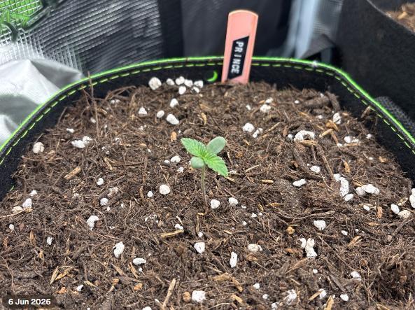 Casamance Landrace Project. Week 0 - Prince - Purple #1 named after The Artist Formerly Known as Prince