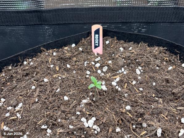 Casamance Landrace Project. Week 0 - Rocky - Purple #1 named after ASAP Rocky