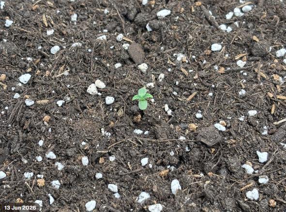 Casamance Landrace Project. Week 0 - Marshall - Purple #1 name after Eminem
