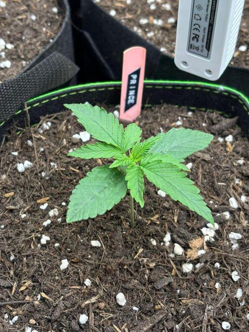 Casamance Landrace Project. Week 1