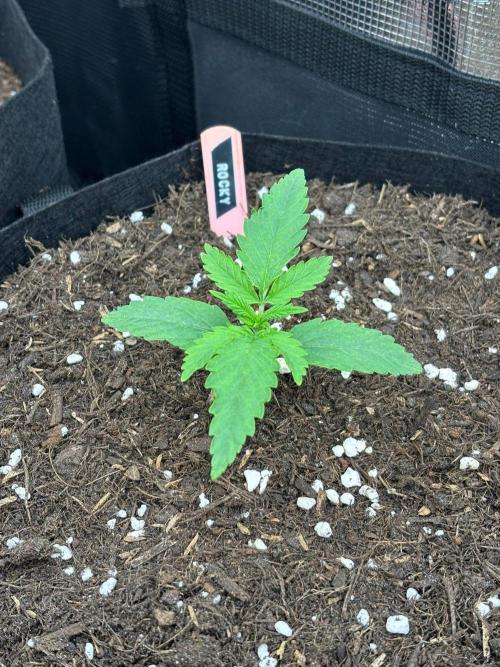 Casamance Landrace Project. Week 1