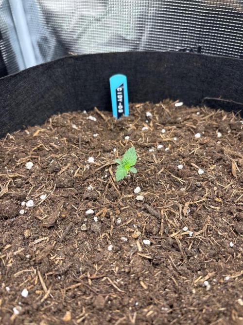 Cinderellas and a ( TRICOT ! ) Lemon Kix. Week 1