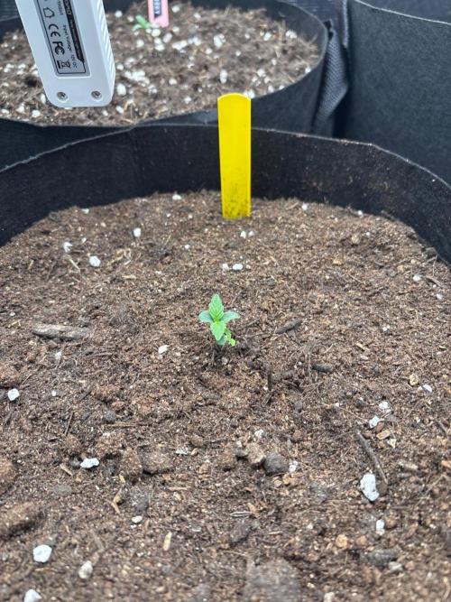Cinderellas and a ( TRICOT ! ) Lemon Kix. Week 1
