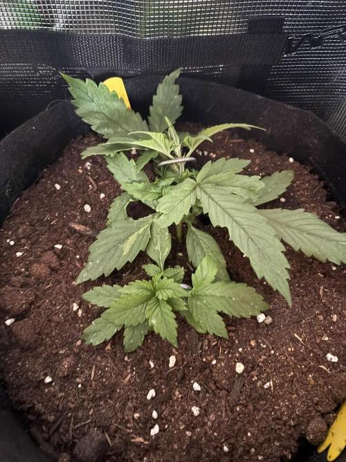 Cinderellas and a ( TRICOT ! ) Lemon Kix. Week 3 - Elke after LST