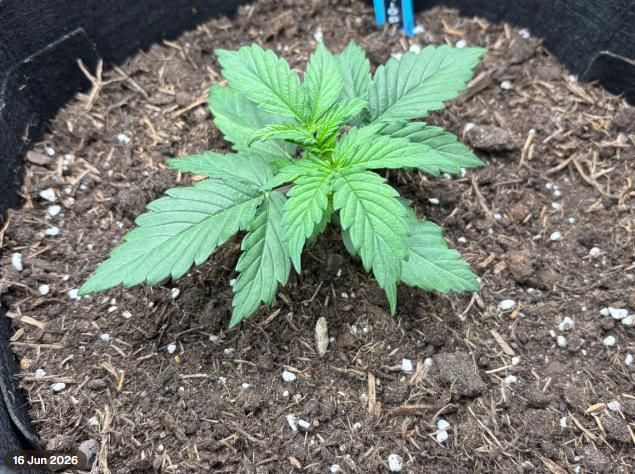Cinderellas and a ( TRICOT ! ) Lemon Kix. Week 3 - Cindy before LST