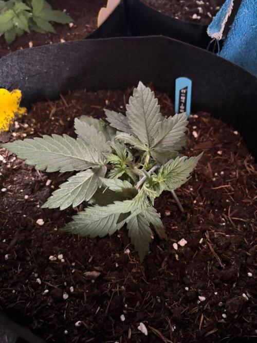Cinderellas and a ( TRICOT ! ) Lemon Kix. Week 3 - Cindy after LST