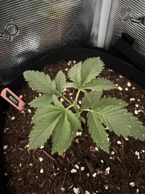 Casamance Landrace Project. Week 2