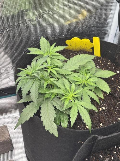 Cinderellas and a ( TRICOT ! ) Lemon Kix. Week 4