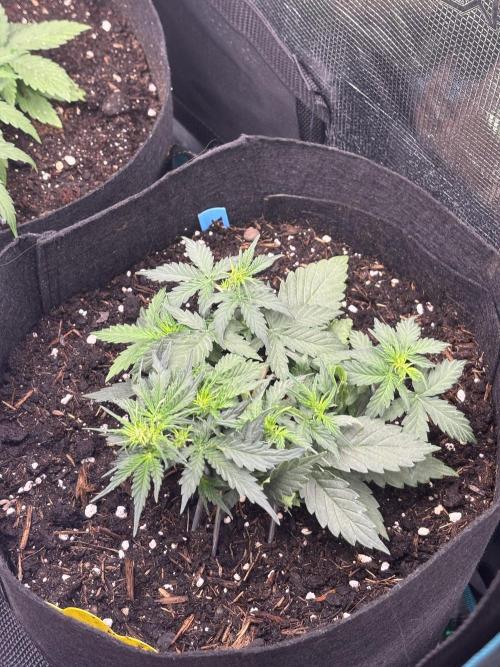 Cinderellas and a ( TRICOT ! ) Lemon Kix. Week 4