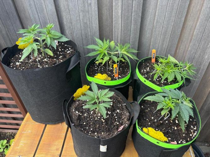 Casamance Landrace Project. Week 3 - The Gang