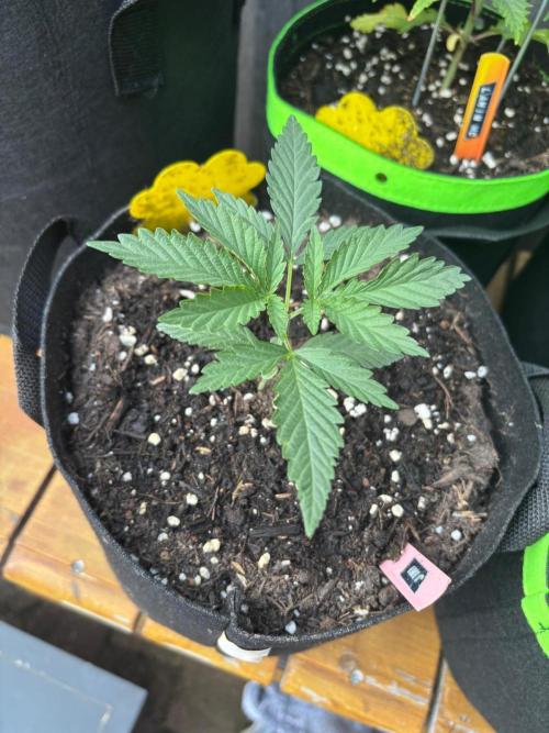 Casamance Landrace Project. Week 3 - Jimi just after topping