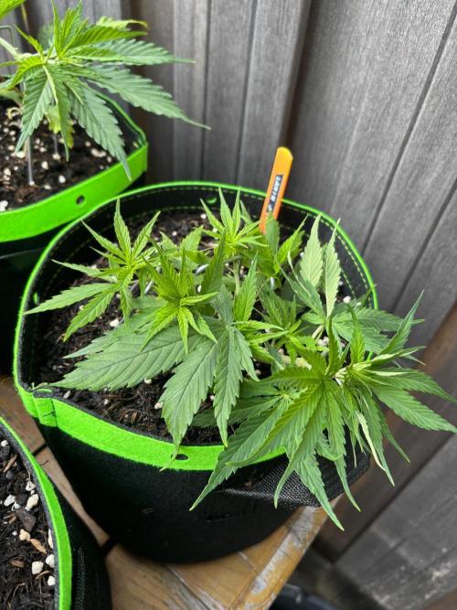 Casamance Landrace Project. Week 3 - Lamin J looking wild after LST