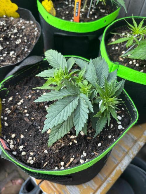 Casamance Landrace Project. Week 3 - Prince staying compact with LST
