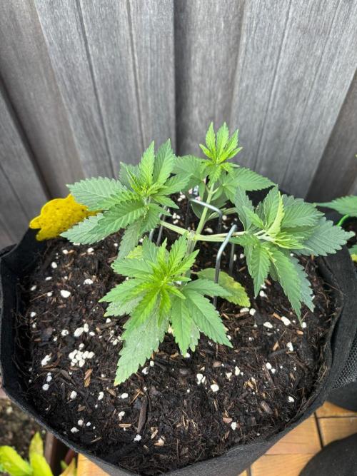 Casamance Landrace Project. Week 3 - Rocky going absolutely berserk after topping