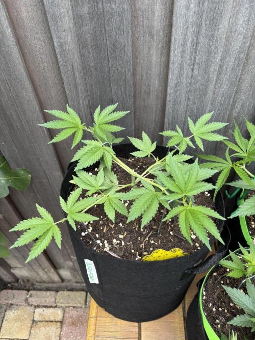 Casamance Landrace Project. Week 4 - Rocky topped and working towards 16 new ones