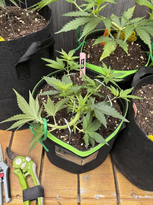 Casamance Landrace Project. Week 4 - Prince finally making some progress after with LST