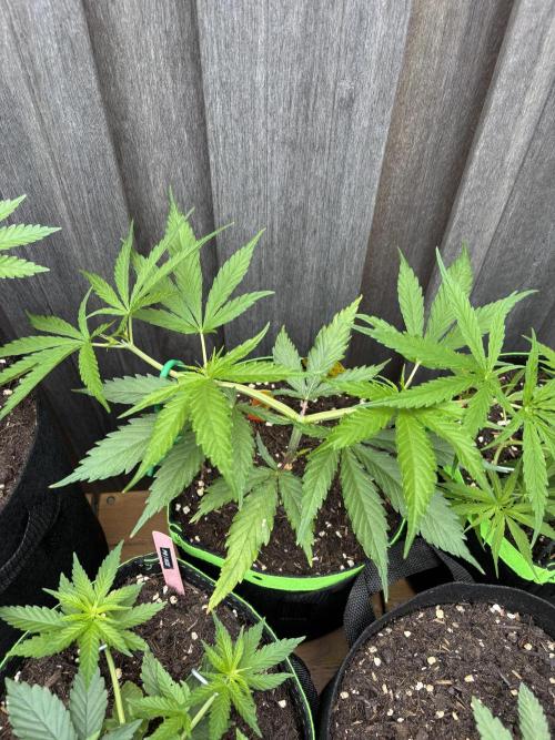 Casamance Landrace Project. Week 4 - Lamin HC topped and growing 4 new ones
