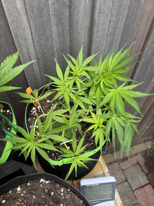 Casamance Landrace Project. Week 4 - Lamin J spreading like mad with LST