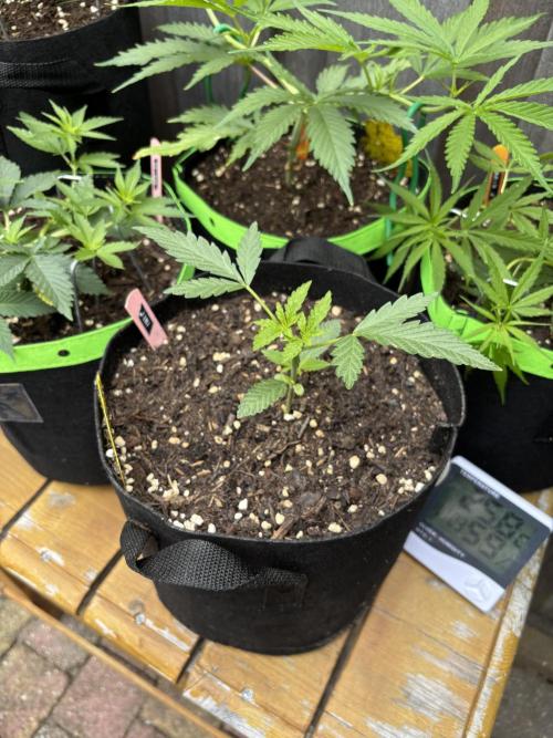 Casamance Landrace Project. Week 4 - Jimi grew far too lanky and got chopped. 2 new tops establishing.