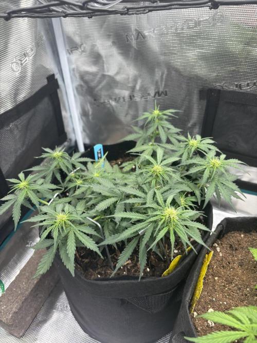 Cinderellas and a ( TRICOT ! ) Lemon Kix. Week 5 - Cindy 1 staying too flat for my liking but let’s see…