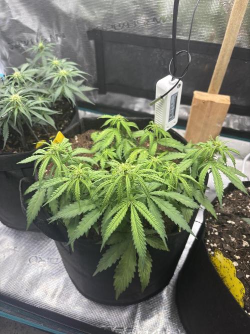 Cinderellas and a ( TRICOT ! ) Lemon Kix. Week 5 - Elke (Lemon Kix) not looking great. Maybe it’s the odd soil melange she’s in?