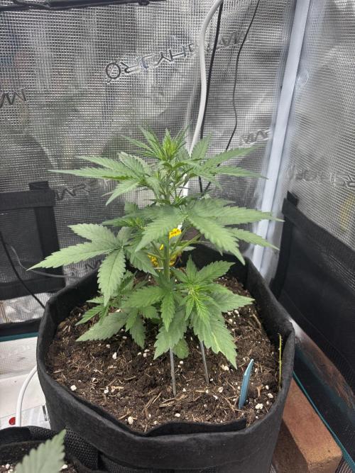 Cinderellas and a ( TRICOT ! ) Lemon Kix. Week 5 - Cindy 3 (no training for comparison) looking like a good little Christmas tree