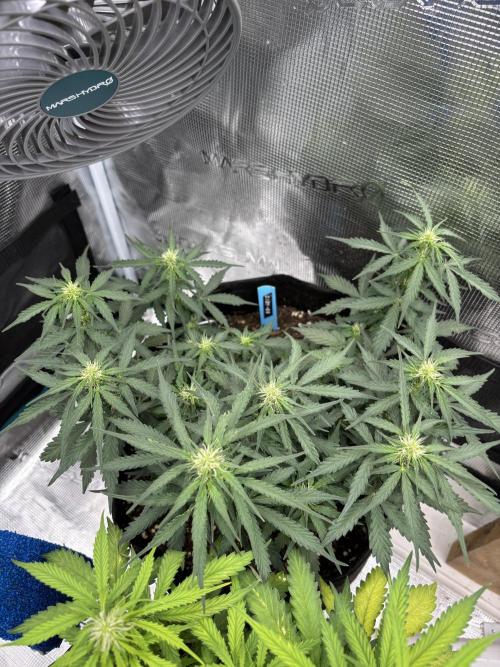 Cinderellas and a ( TRICOT ! ) Lemon Kix. Week 6