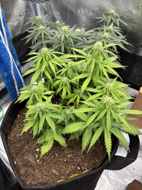 Cinderellas and a ( TRICOT ! ) Lemon Kix. Week 6