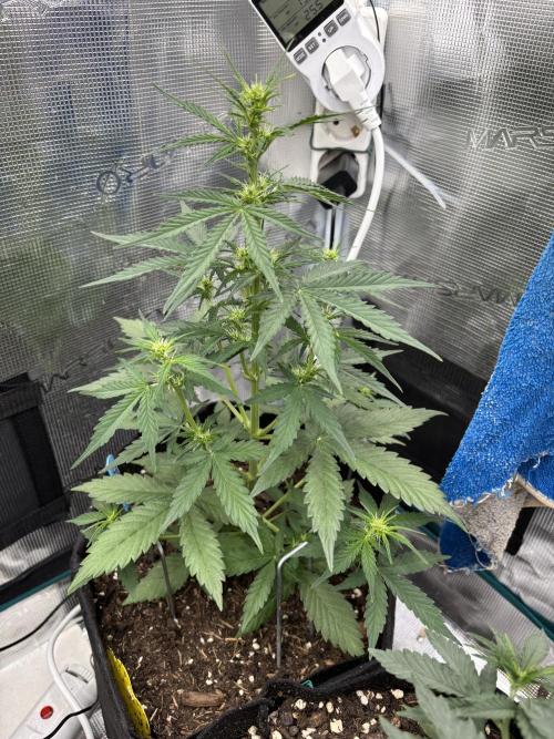 Cinderellas and a ( TRICOT ! ) Lemon Kix. Week 6