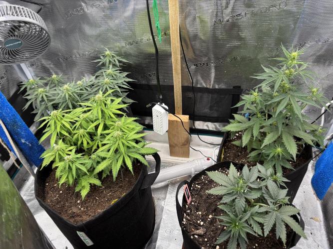 Cinderellas and a ( TRICOT ! ) Lemon Kix. Week 6