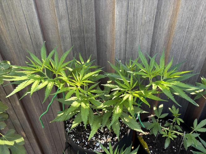 Casamance Landrace Project. Week 5 - … and pushed heavily the next morning