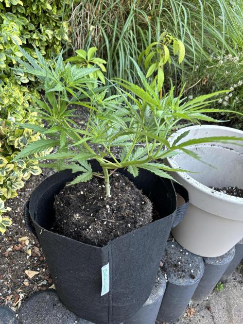 Casamance Landrace Project. Week 5 - Lamin HC came out clean…